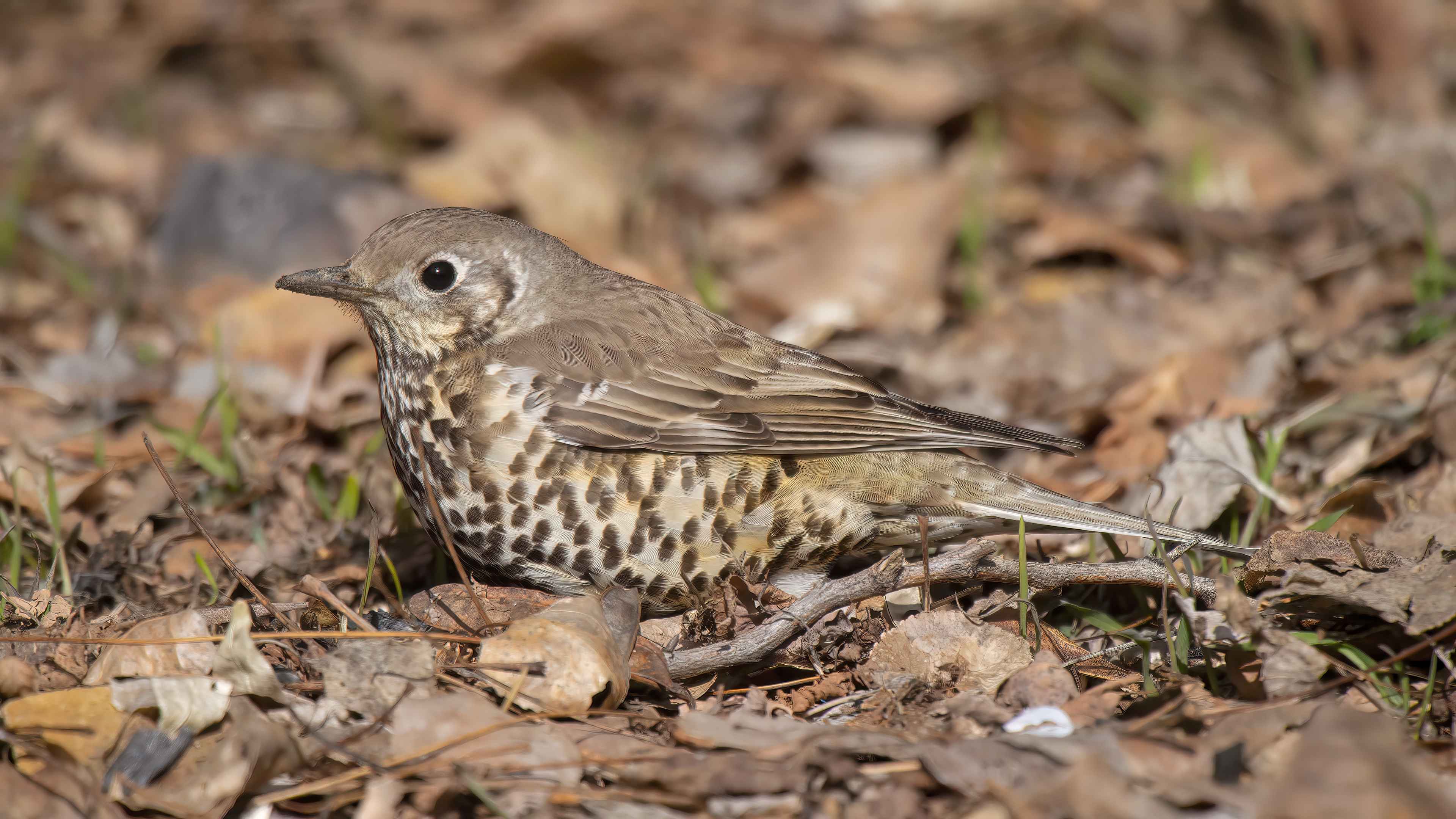 Ökse ardıcı